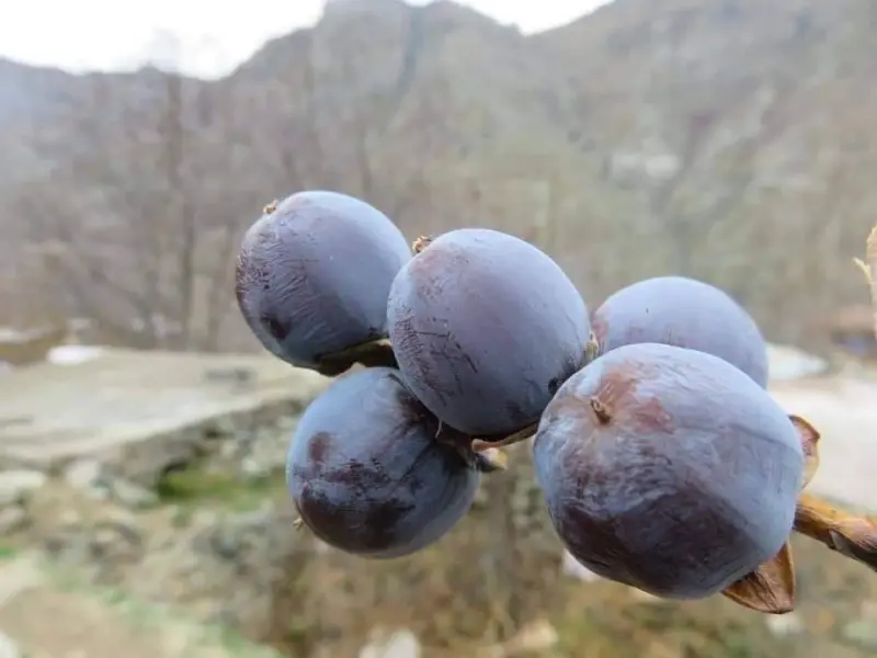 A vitamini kaynağıyla göz sağlığını korur
-Cilt sağlığını destekler
-Gastrit ve ülser gibi mide raha